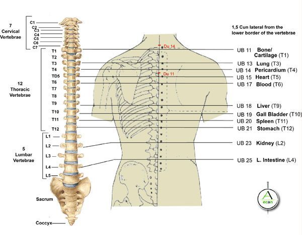 Special Purpose Pressure Points Video Course - High Level Kyusho